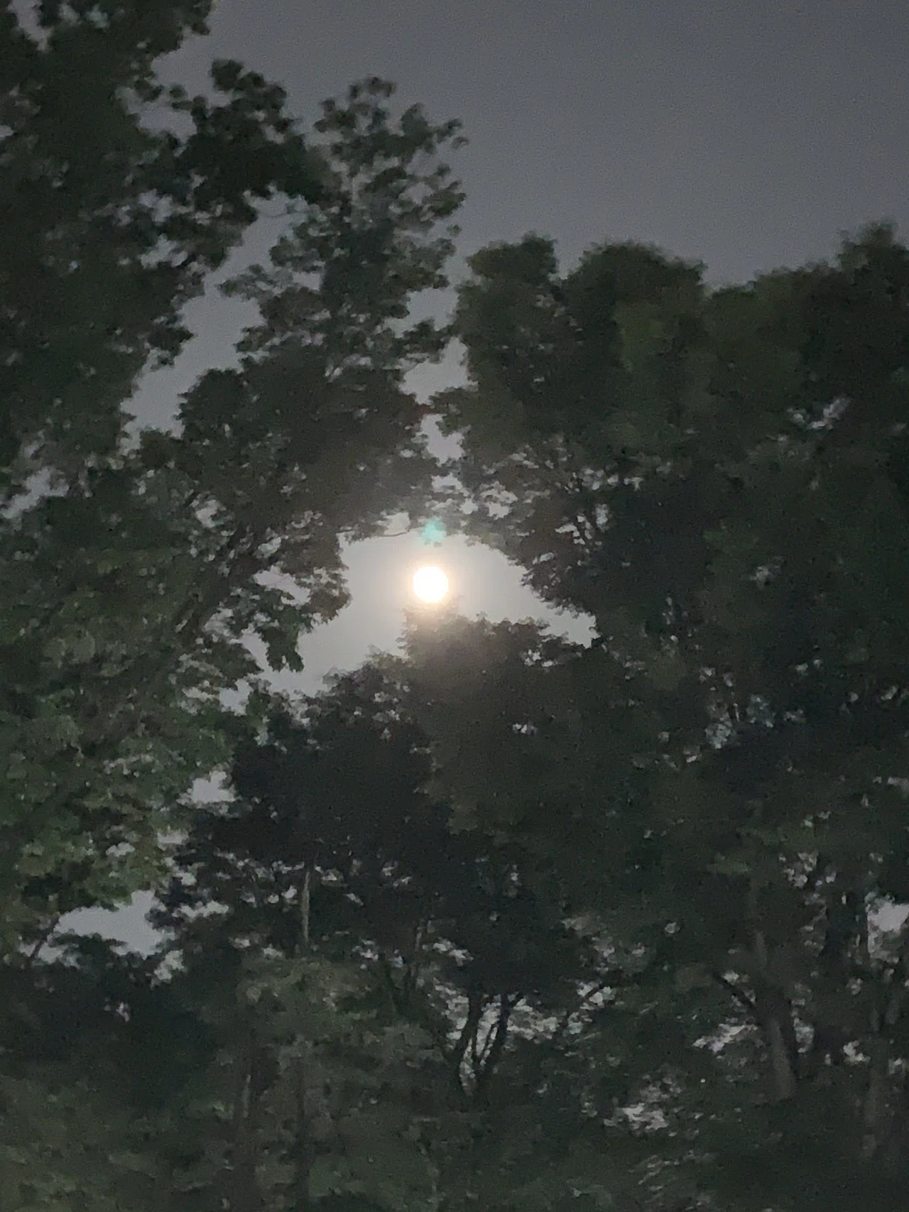 夜の井の頭公園を歩くと 櫻木 由紀 Yuki Sakuragi Note